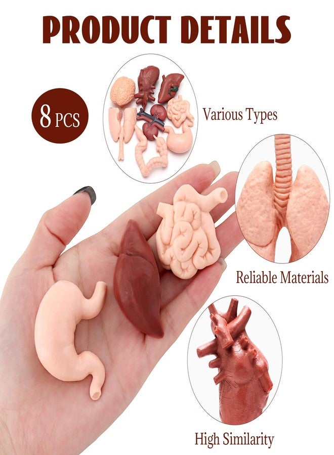 VICROIC 8 PCS Mini Human Body Model for Kids, Human Organ Model Anatomy, Physiology 3D Realistic Study Tools for Students Sciences Class Learn - Image 3